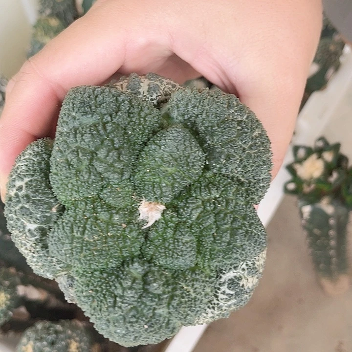 哥斯拉9.5公分肥优
