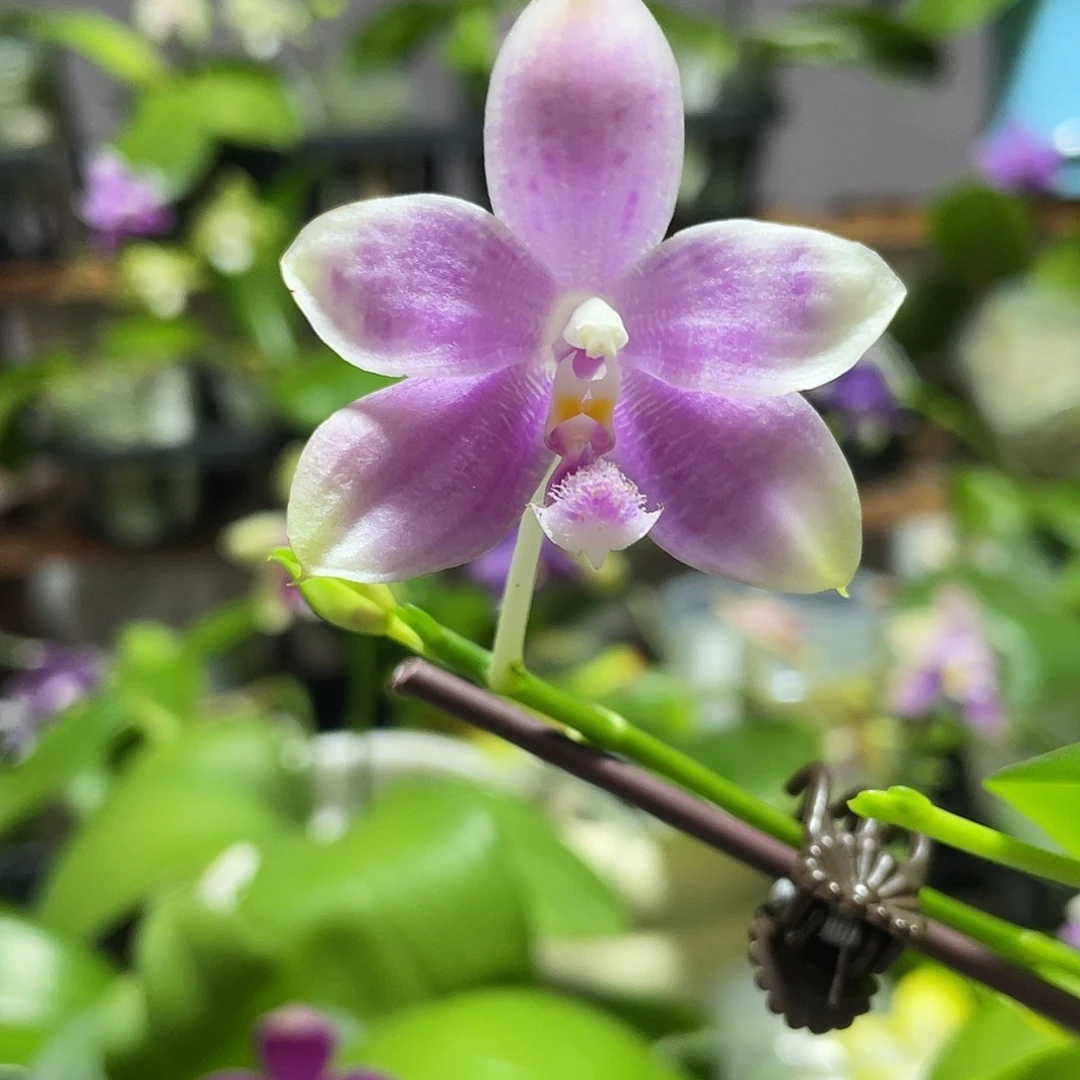 完全开放06叶瑕花期不保