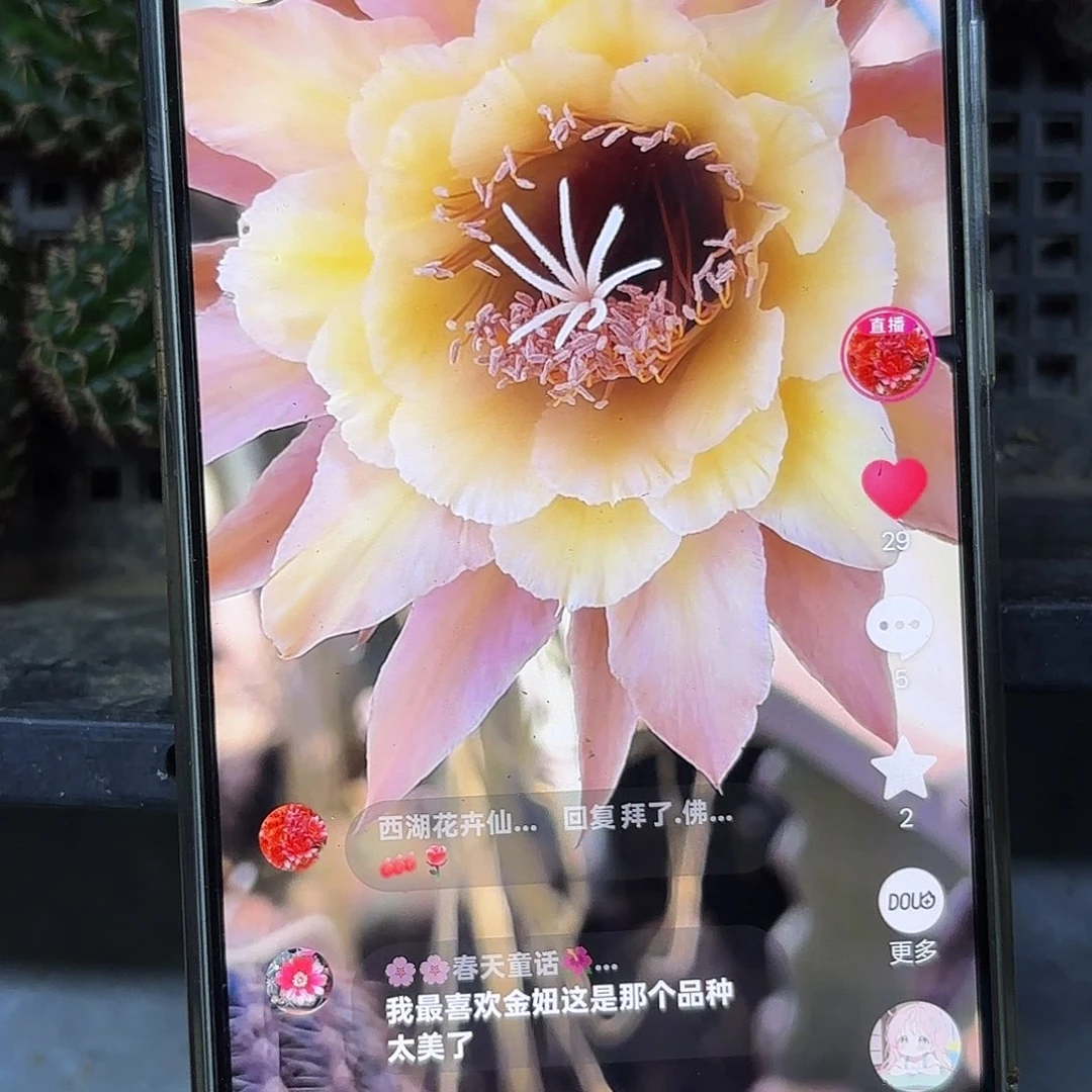 王子金妞侧牙20包邮23