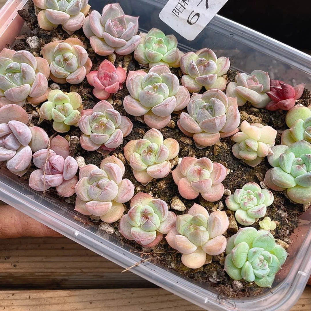 多肉植物多肉植物677
