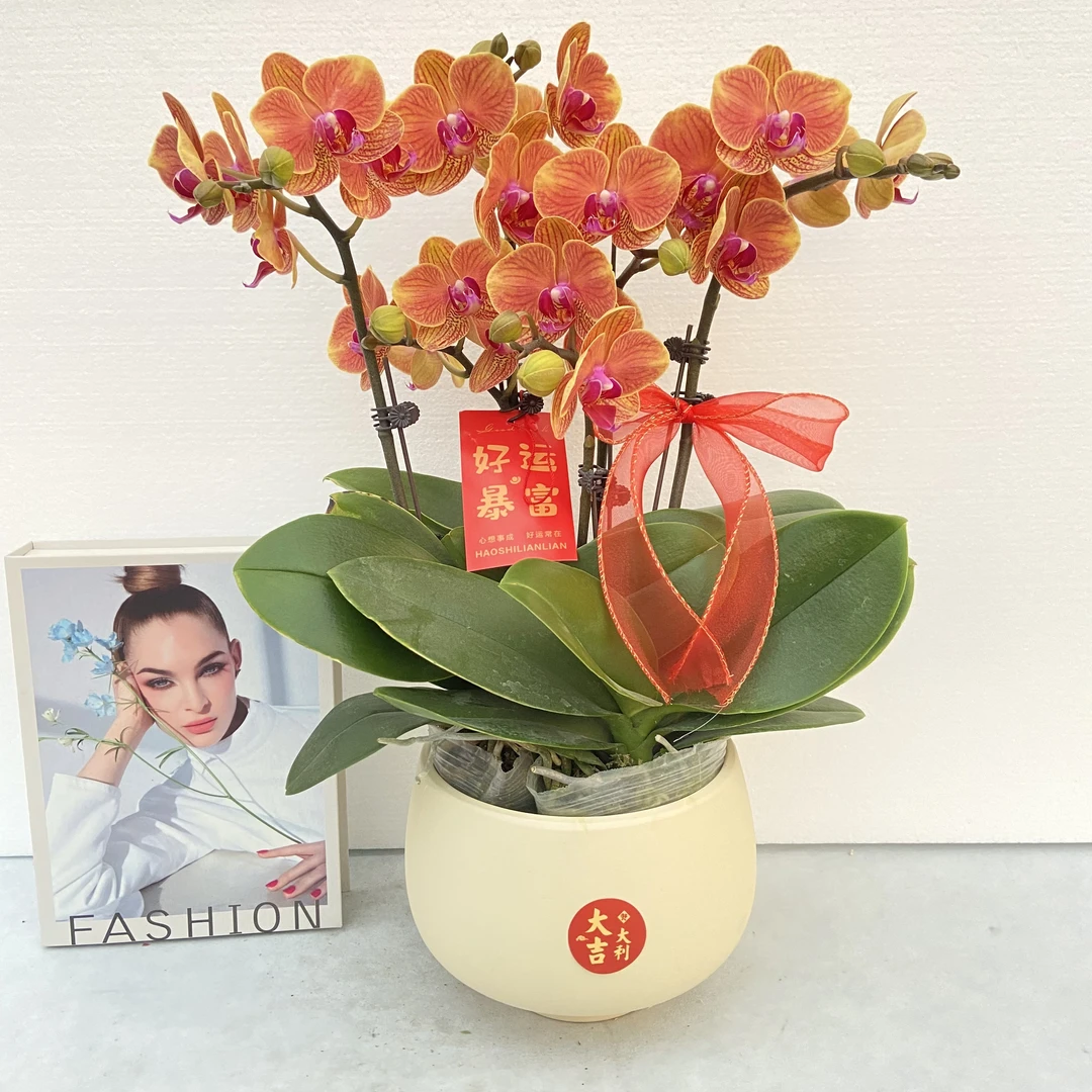 蝴蝶兰【吉利】鲜花盆栽室内观赏花花佛山基地直发好养易活