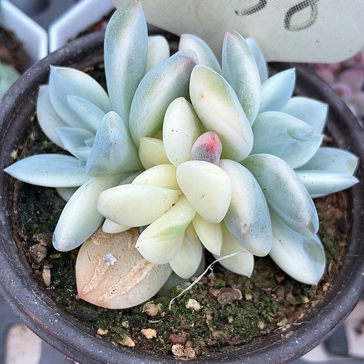 多肉植物梦露锦2038多肉