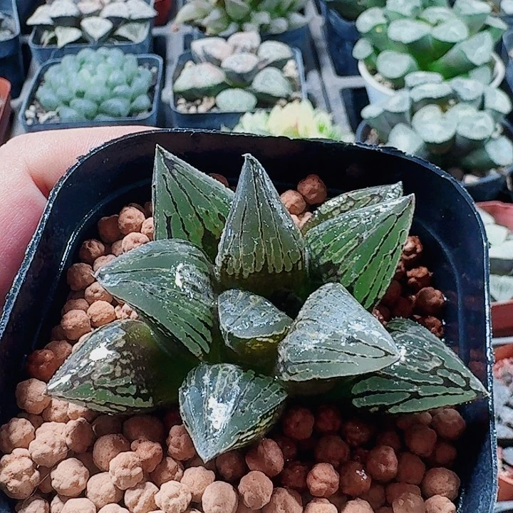 无花朵十二卷  实生特选  福利