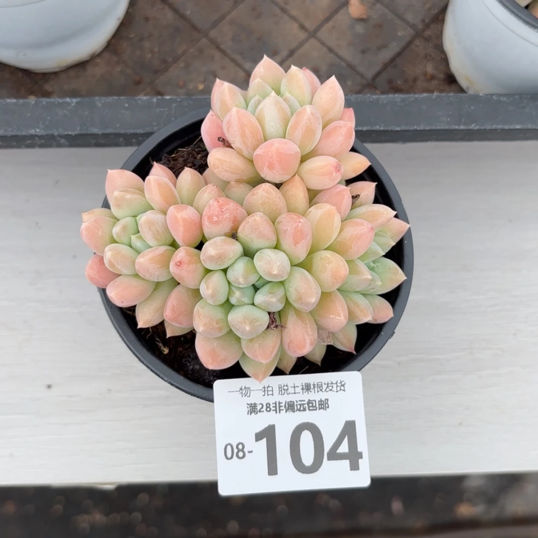 星空美人多肉多肉多肉