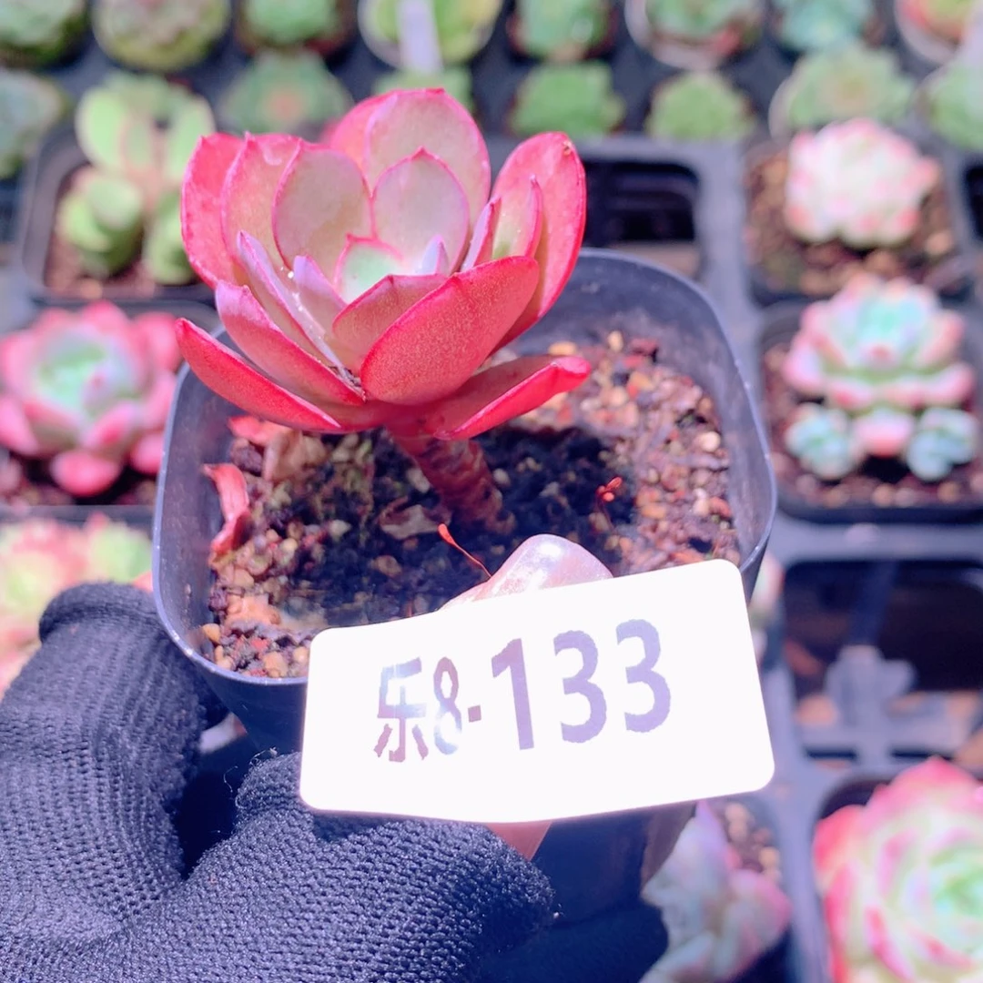 乐然8-133 秀妍单头