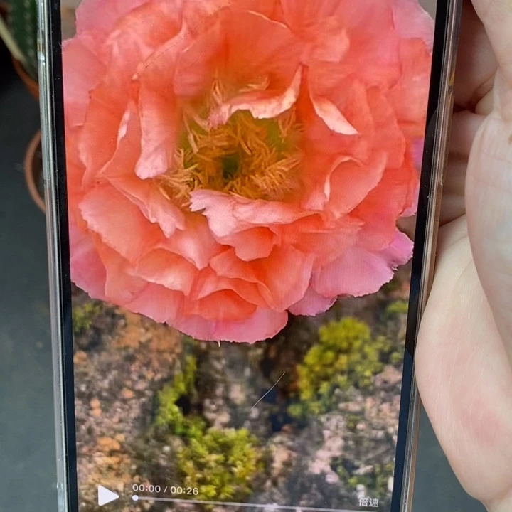 香香新绝绝子侧芽2.5公分左右