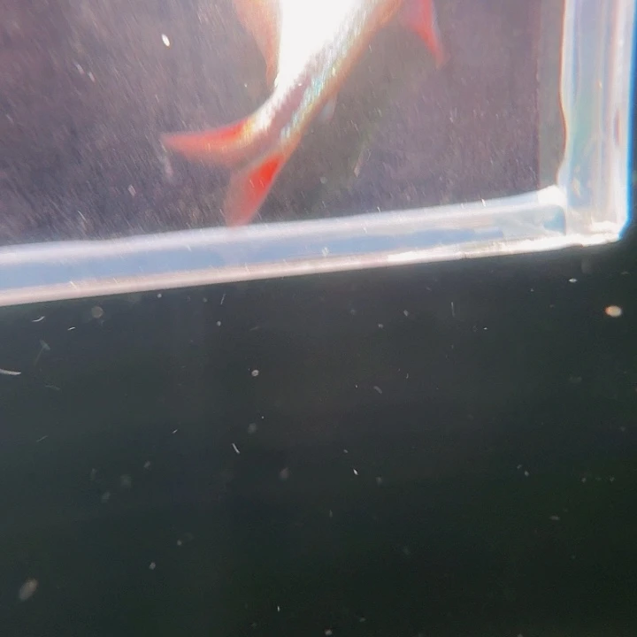 灯科鱼左下缸8号皇室青3厘米一条