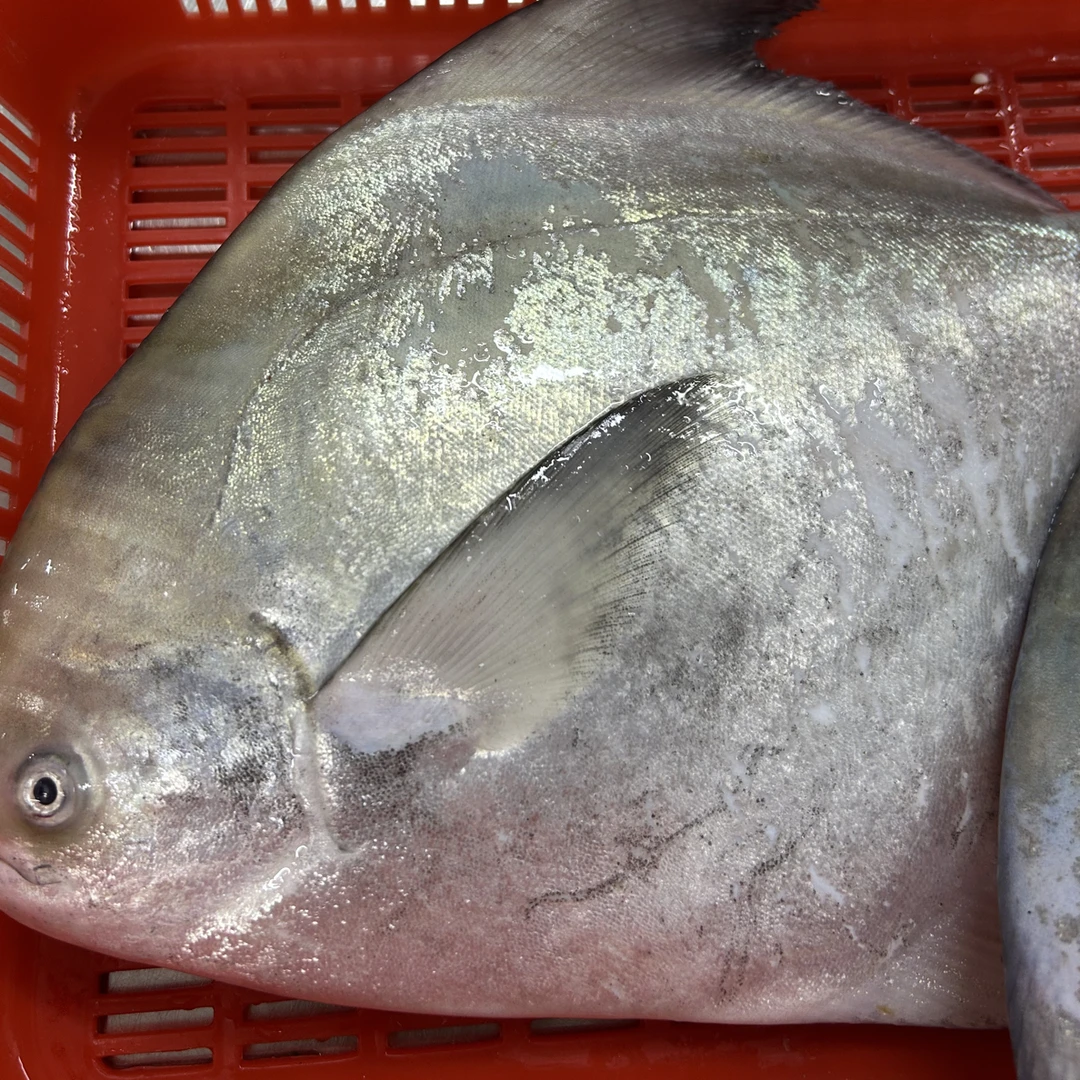 北部湾 野生大白鲳鱼