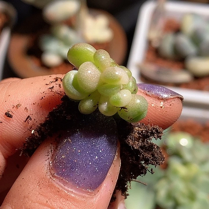美人锦多肉植物多肉