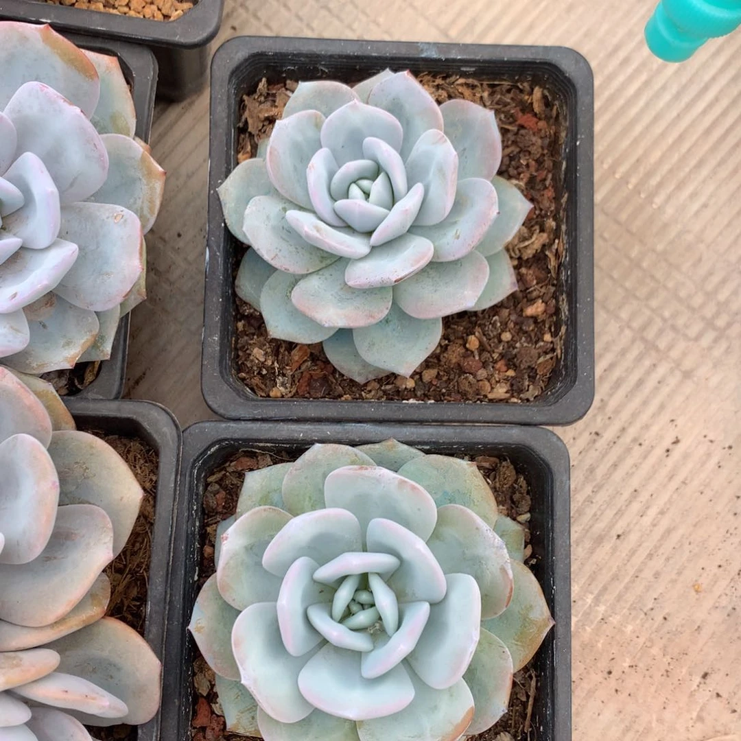 韩版奶茶老桩单头2颗