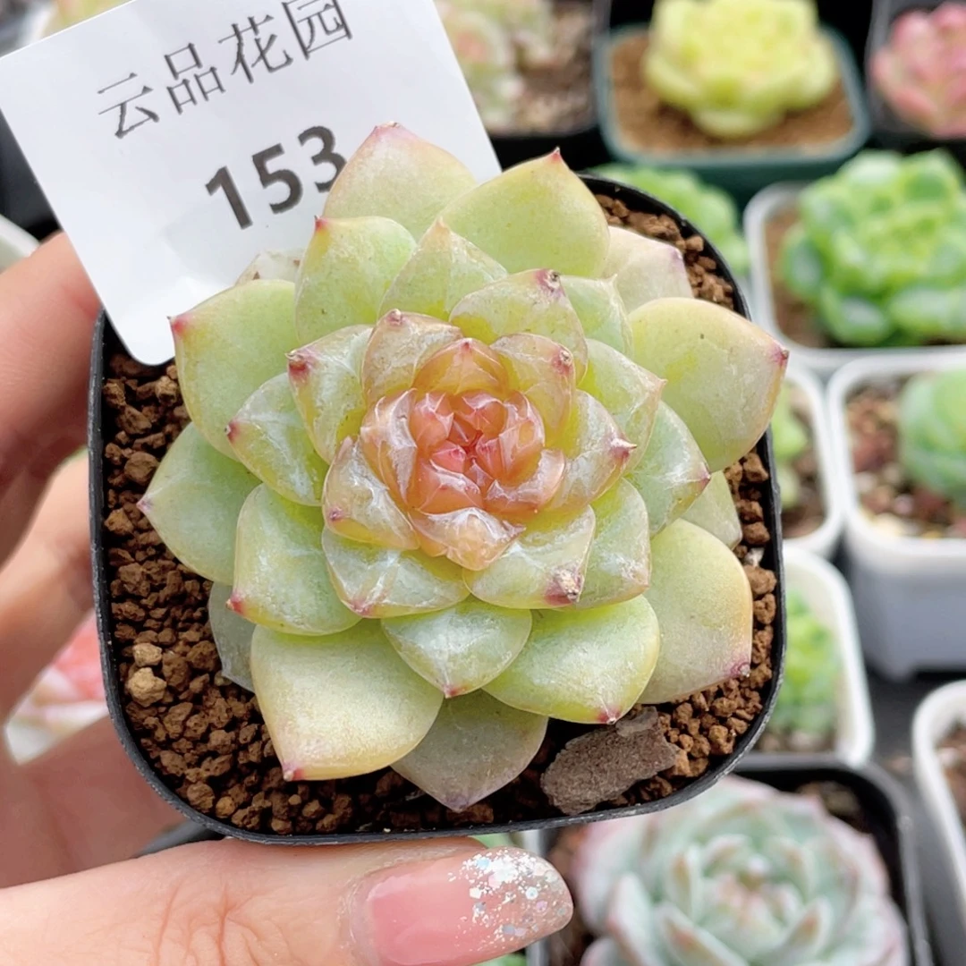 153号糖心冰心珍妮