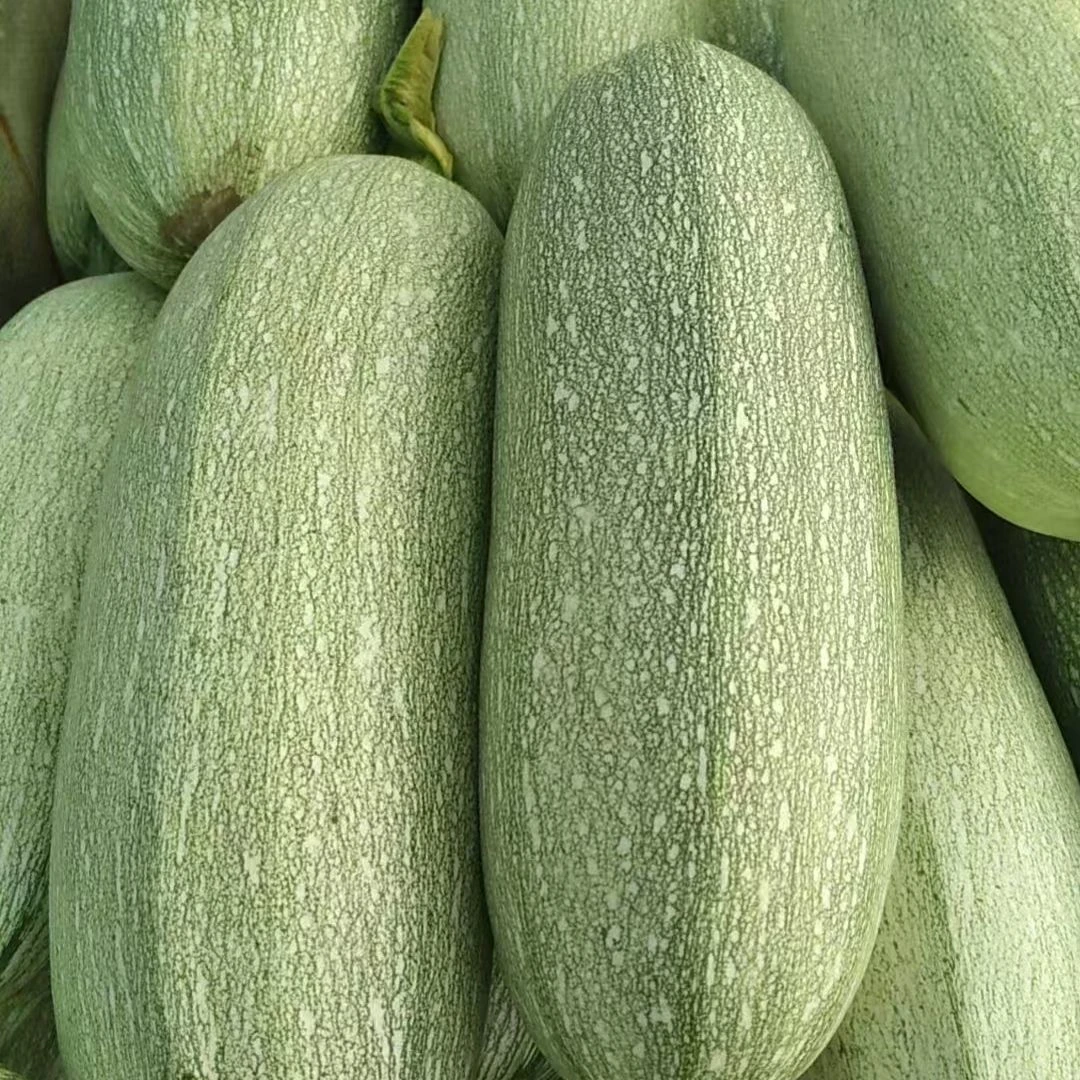 东北角瓜当季老式角瓜西葫芦现摘现发