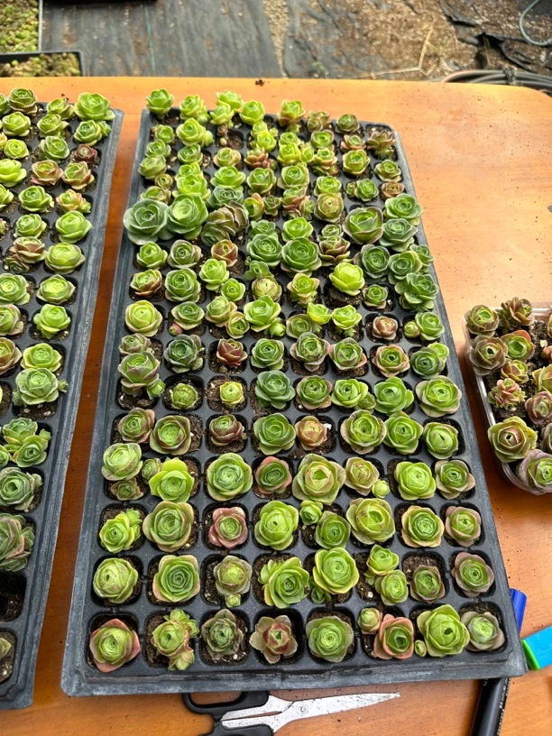 128颗玫瑰多肉2厘米左右品种多基地满满一整箱