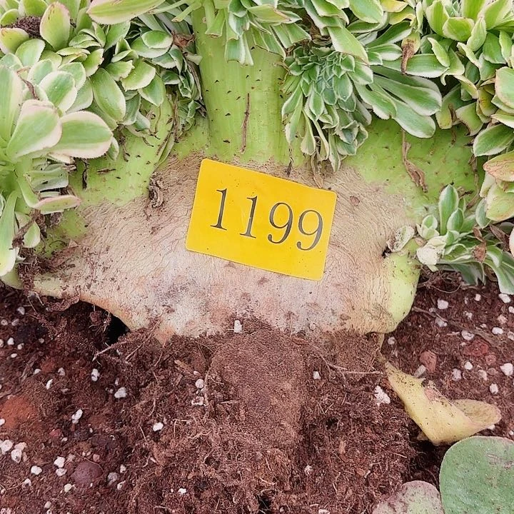 翠***花多肉植物福利1199