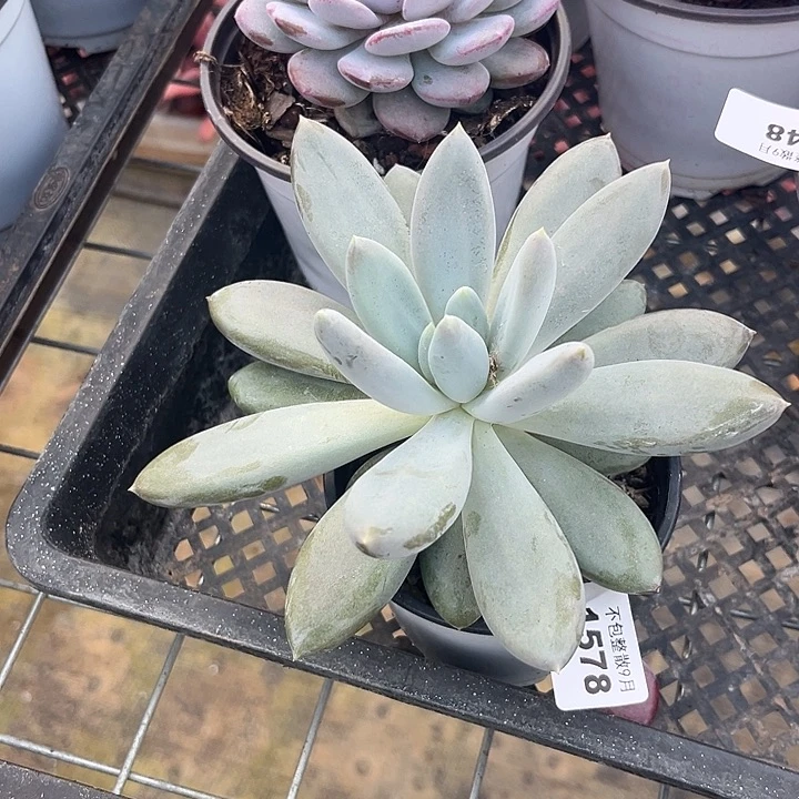 阿雅园艺。        1578哥特萝莉