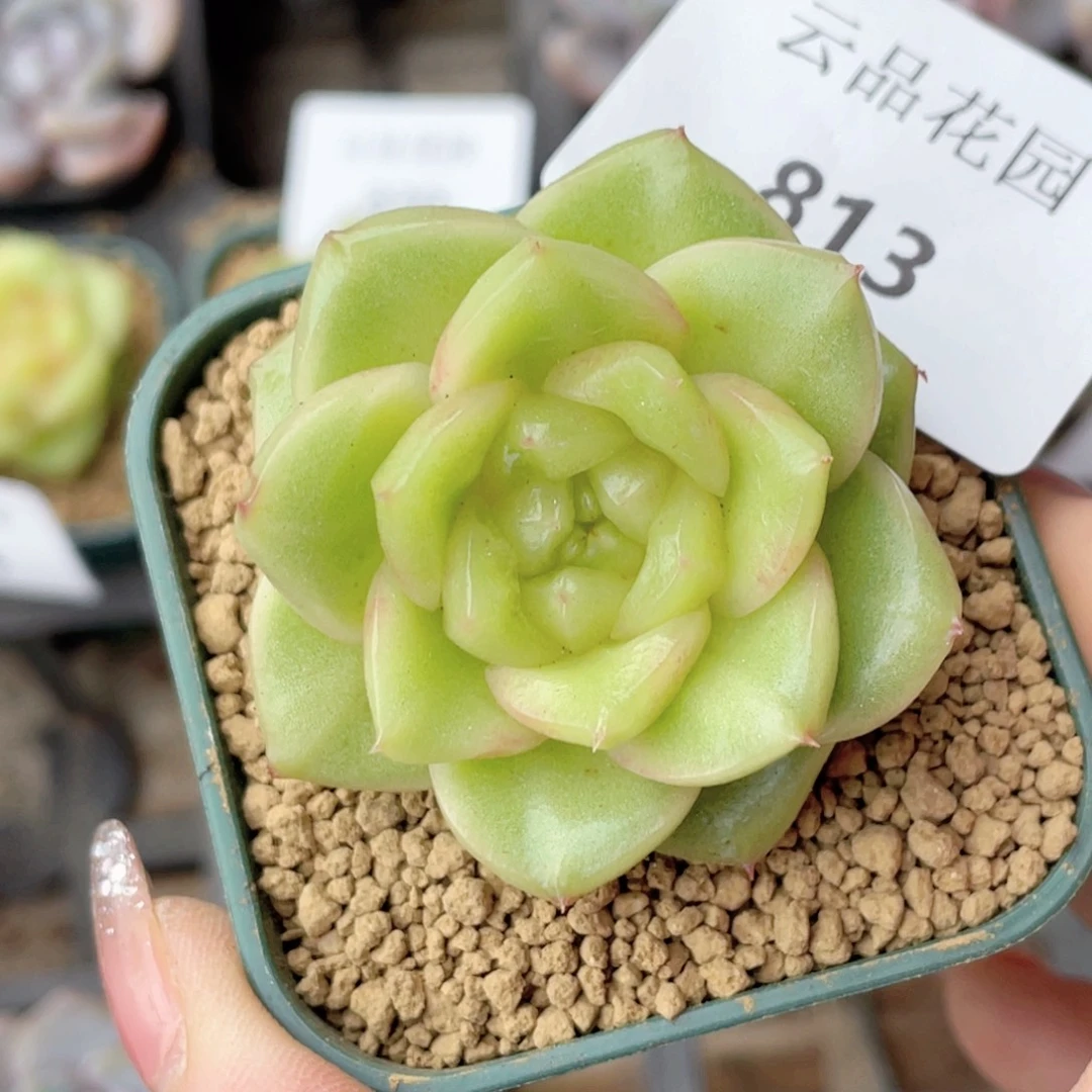 813号糖心冰心珍妮 芭菲