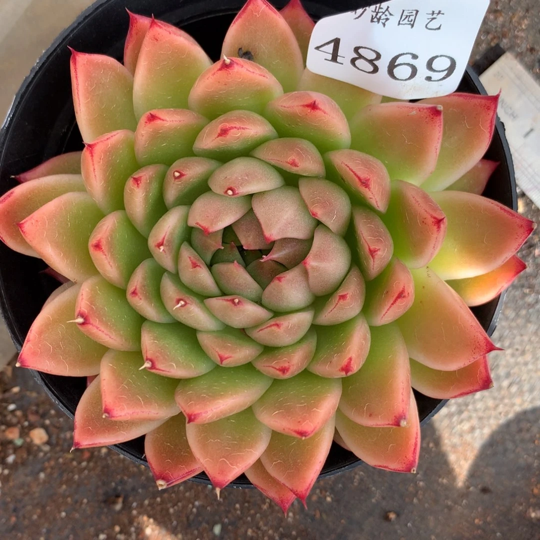 4869杂交多肉植物