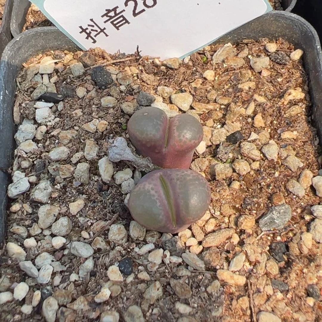 28-79肉锥多肉植物，