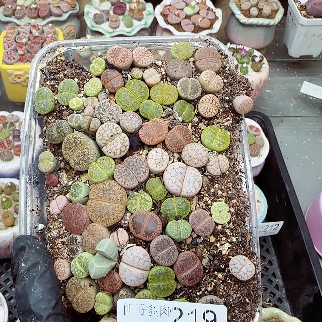 生石花满18包邮1117-219