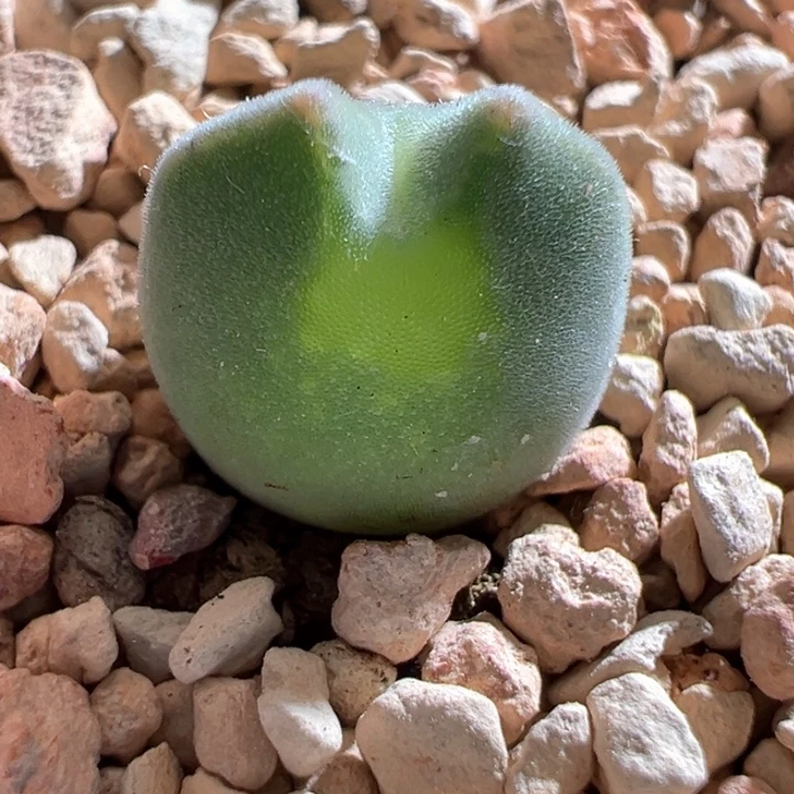 76 青蛙种源两年大眼空蝉