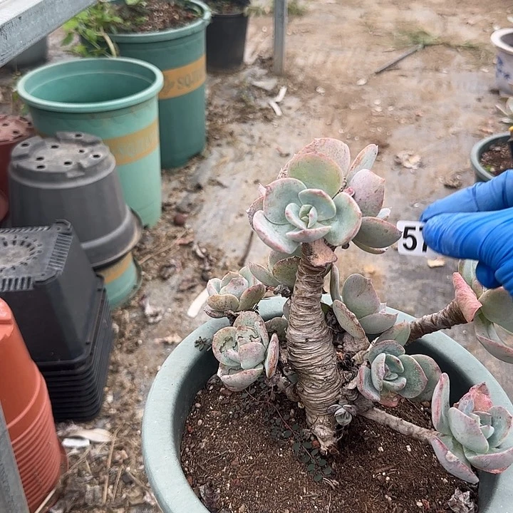 颖**凡573白凤脱土发货不退不换