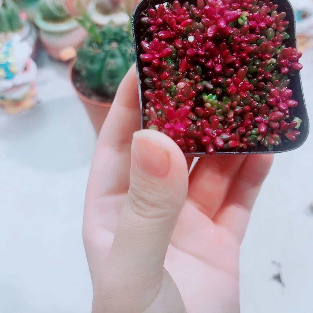 紫米粒多肉植物1盆