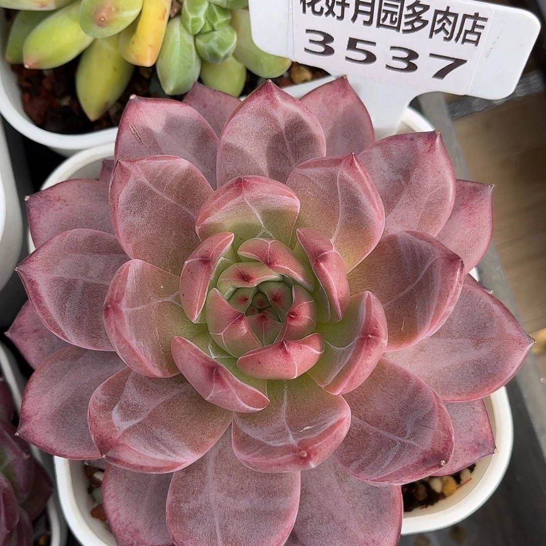多肉植物3537 一定要拍个冷链哦