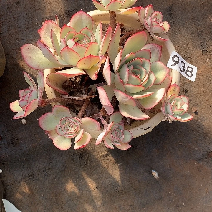 938牡丹亭一物一拍多肉