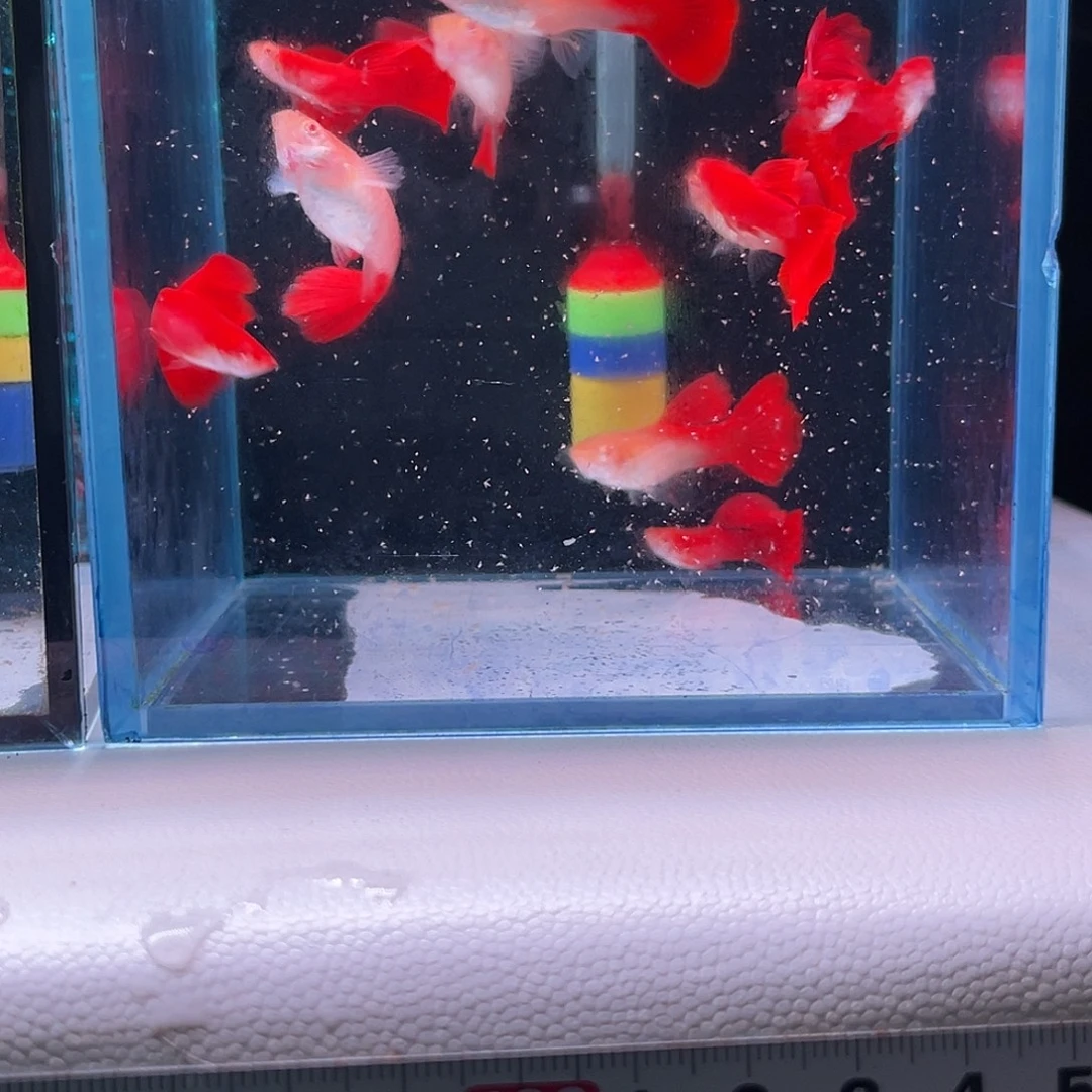 未***期孔雀鱼大背血红10条微瑕