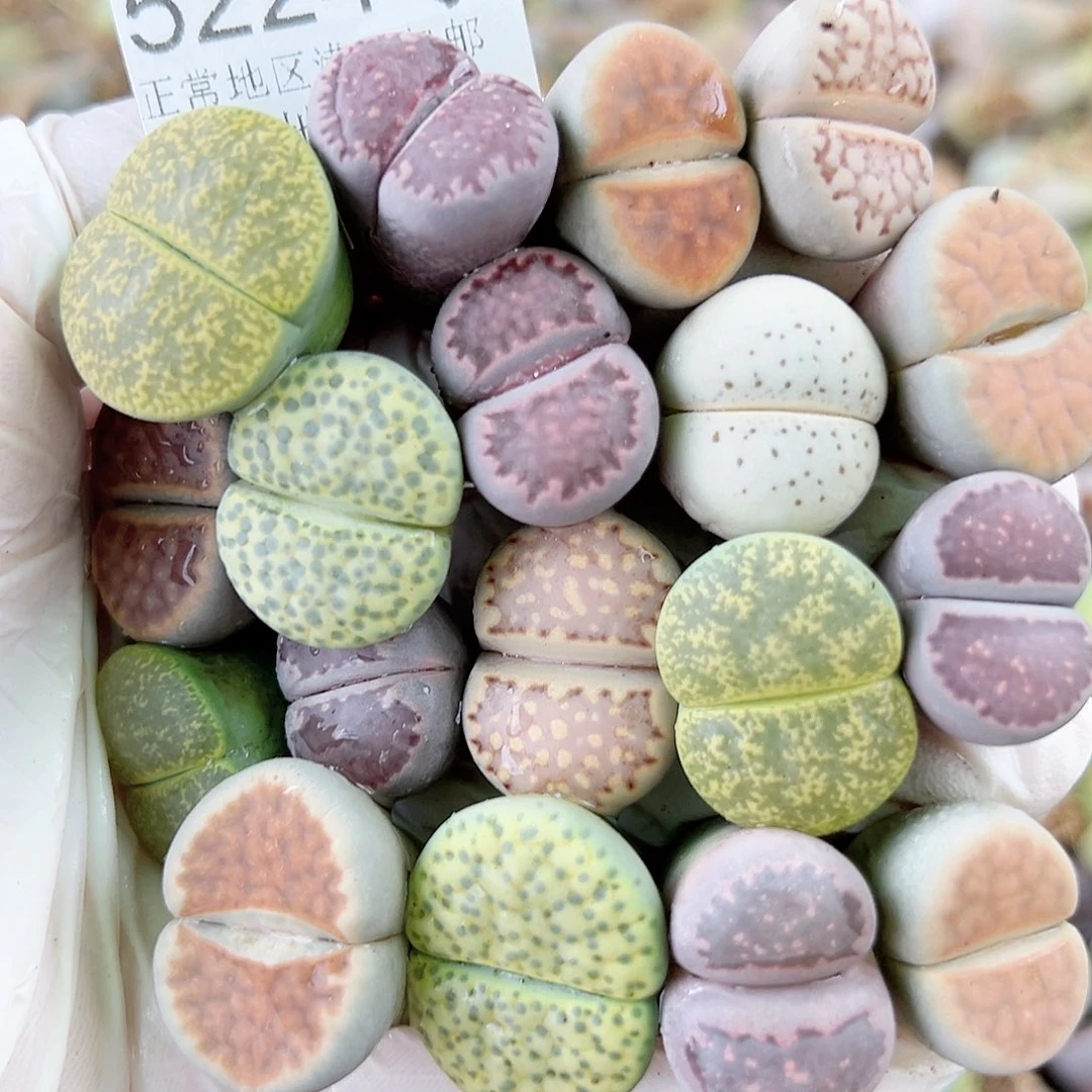 5224 好养易活生石花大母本18个