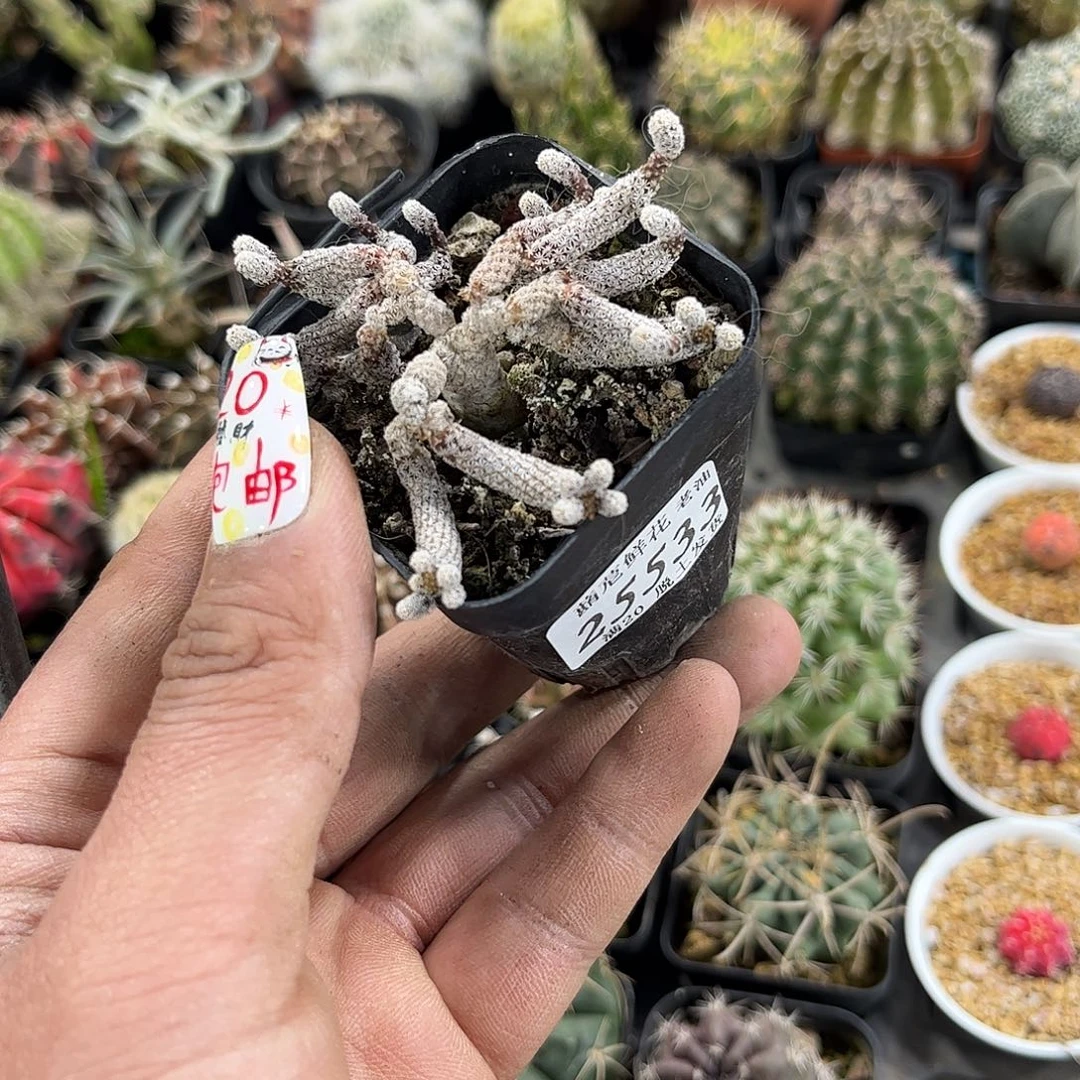 蓝****y25533一物一拍单头