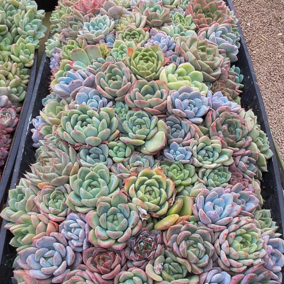 085多肉植物和植物在生长的