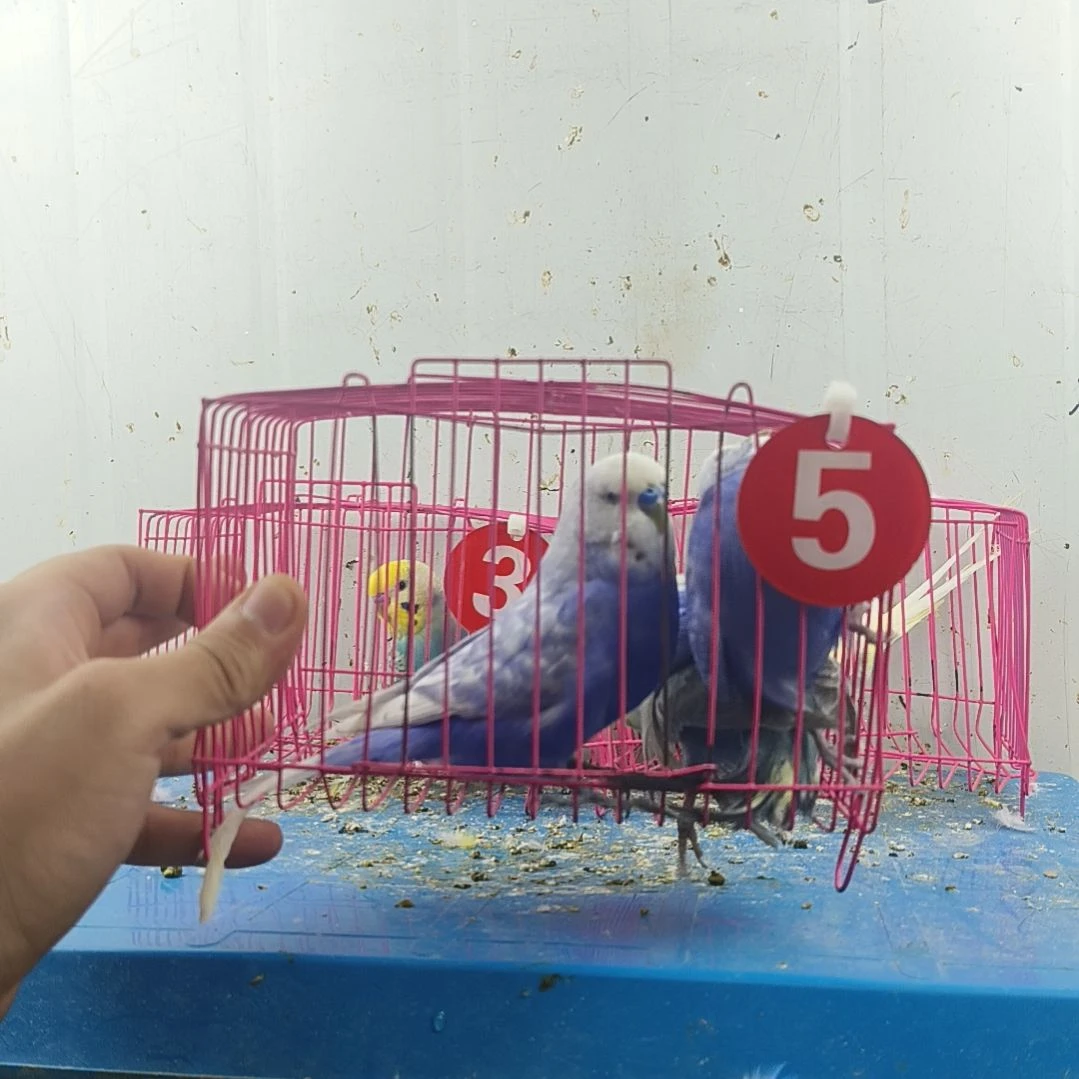 虎皮鹦鹉大头鹦鹉