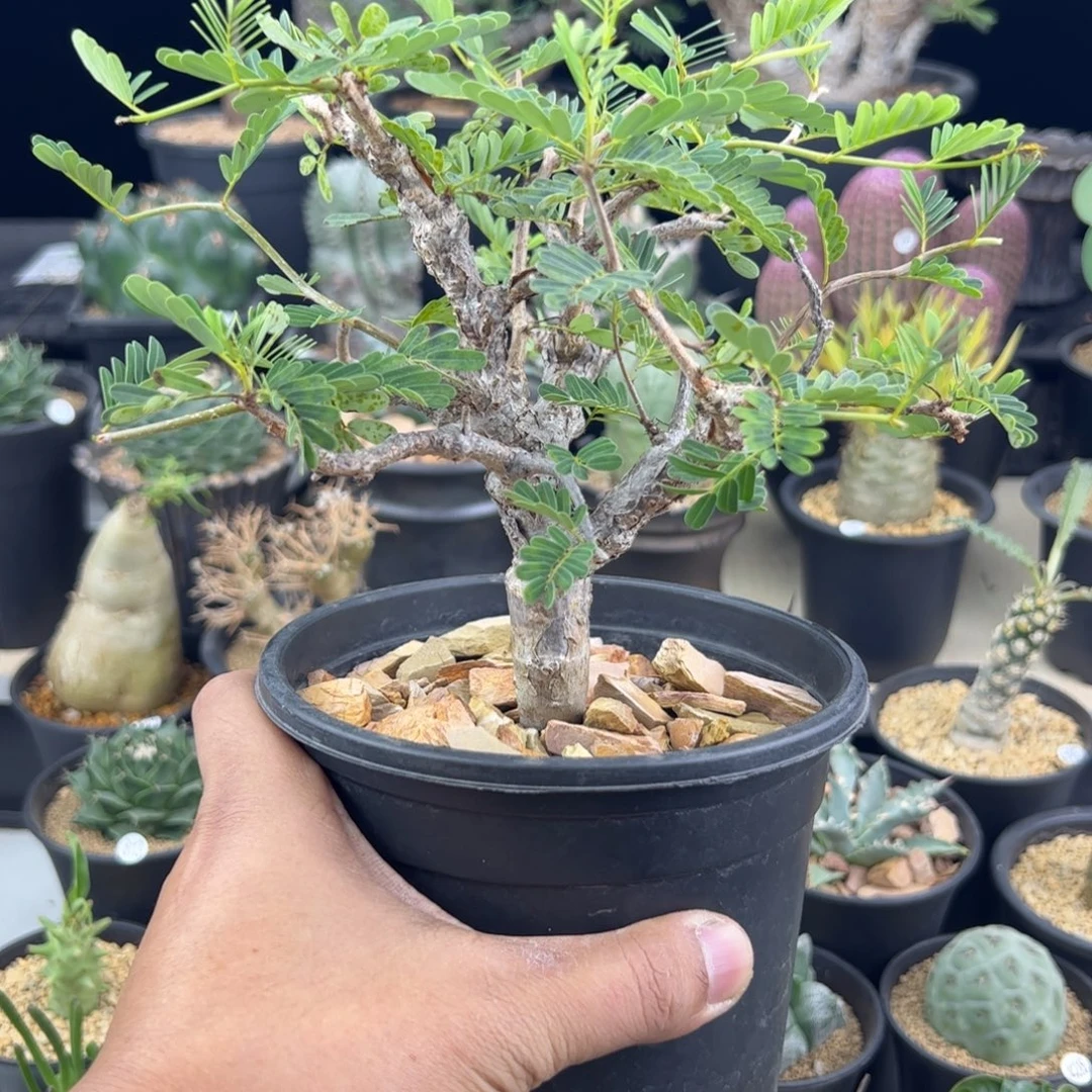 沙漠苏木实生一物一拍