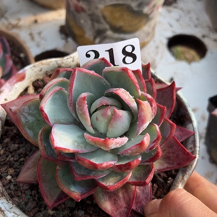 惊鸿惊鸿惊鸿218叶展 12默认裸根发货