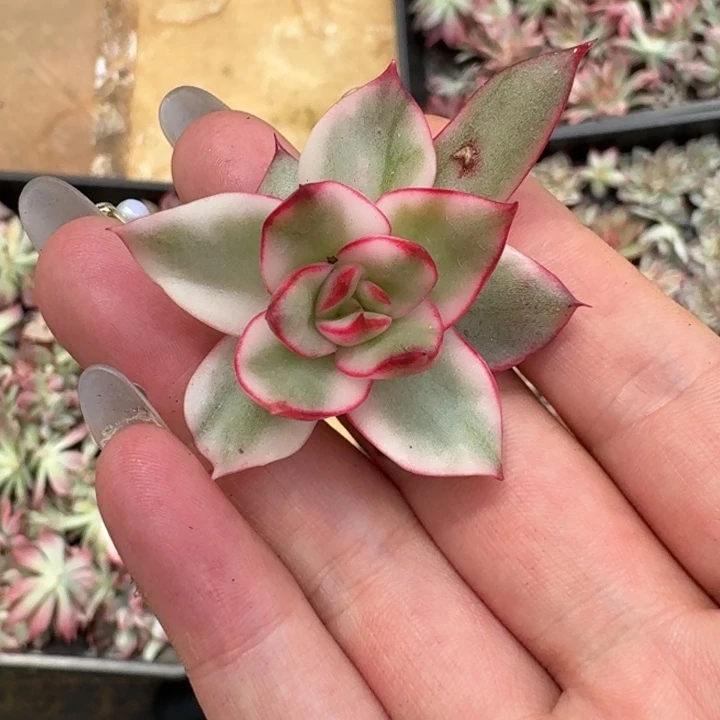 吉赛尔头盖一物一拍