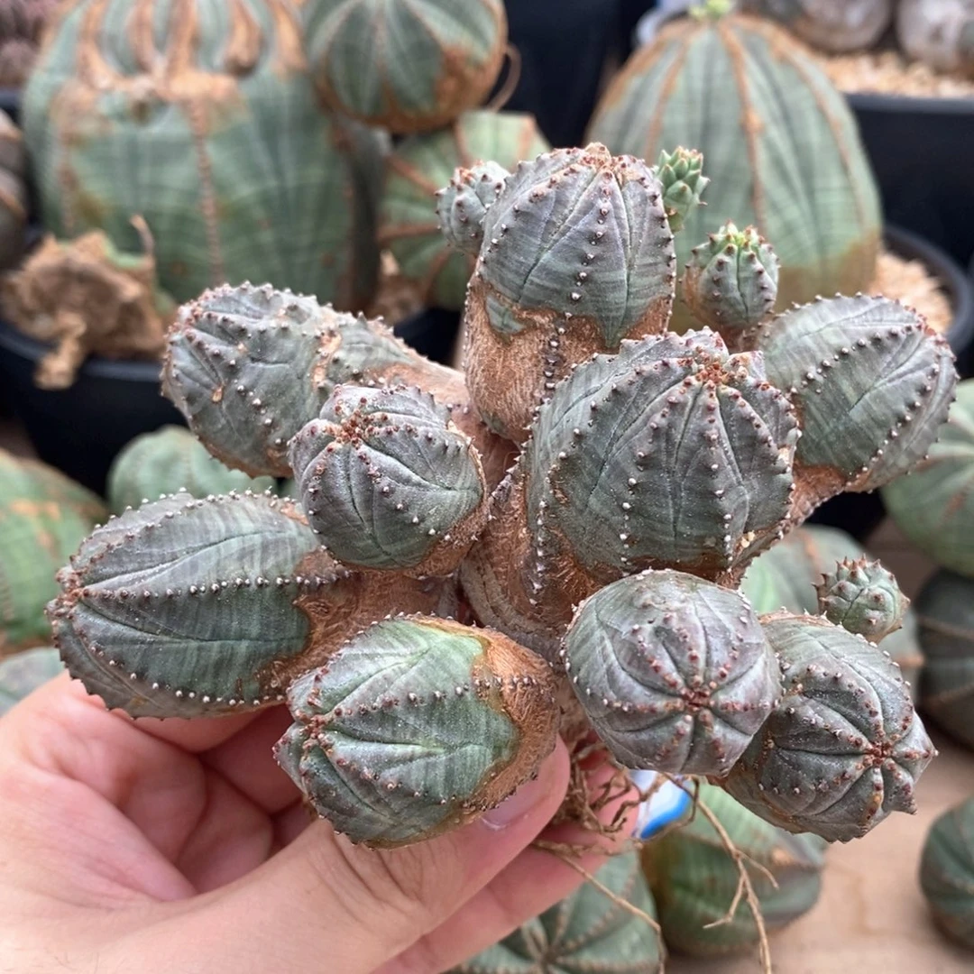 33群生布纹球多肉植物