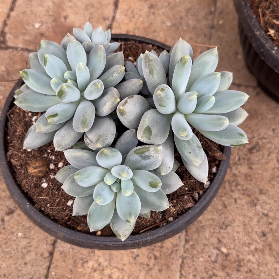 哥特多肉植物多肉