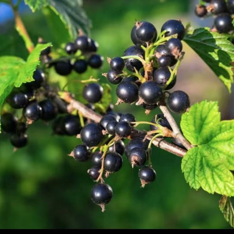 黑加仑树苗树葡萄盆栽庭院阳台地栽新品种南北方种植耐寒