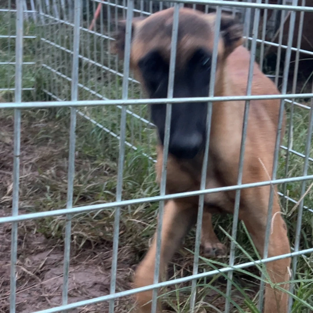 马犬护卫犬工作犬小母五个月