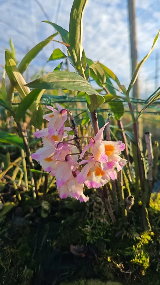 云南高山高海拔紫皮石斛可吃可赏爆花