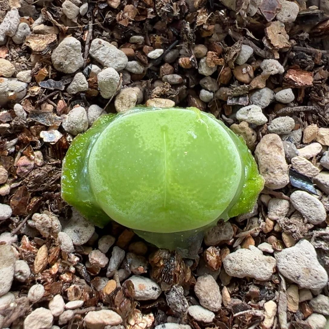 白桃割杂 多肉植物