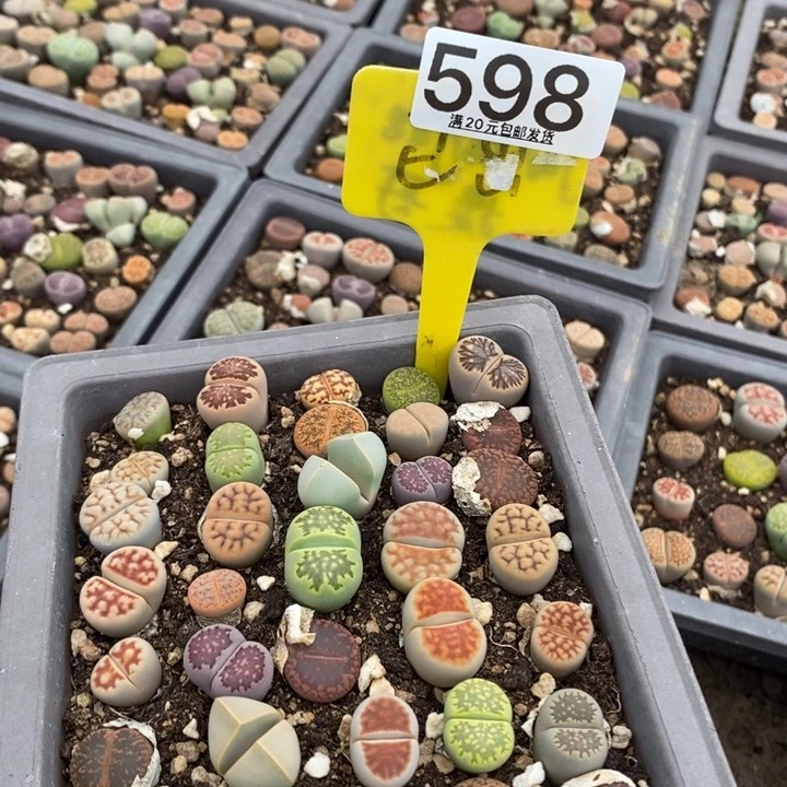 军****照生石花小苗598