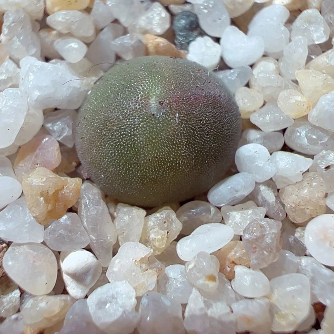 104-458多肉多肉空蝉