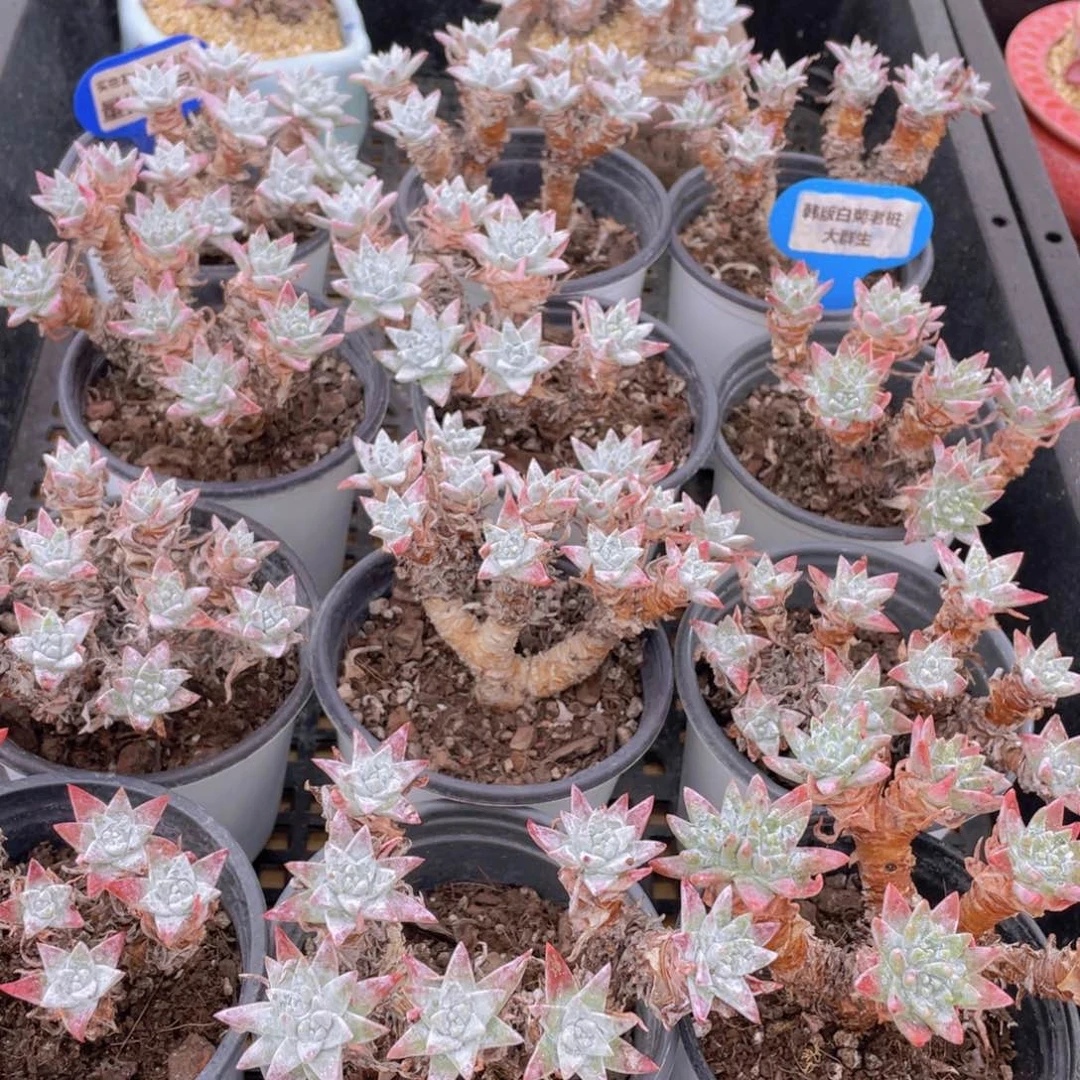 量拍89号 韩版白菊老桩大群生一个