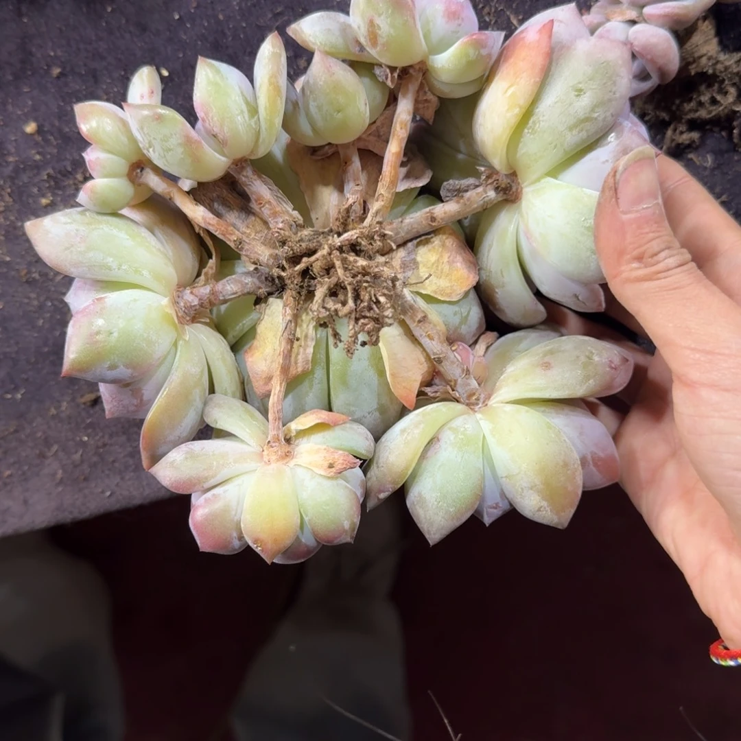 星影9头无砍一物一拍