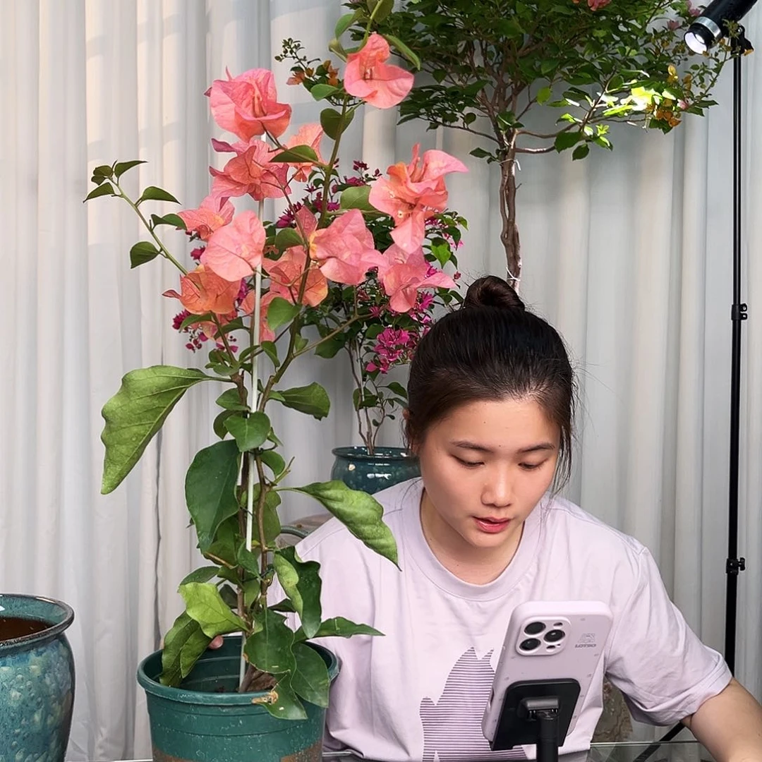 当前无花栽培后可以开花阿达娜带竹一颗