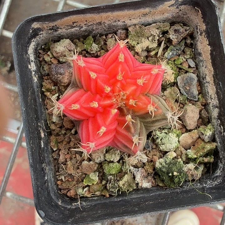 实生自散锦单头3仙人球