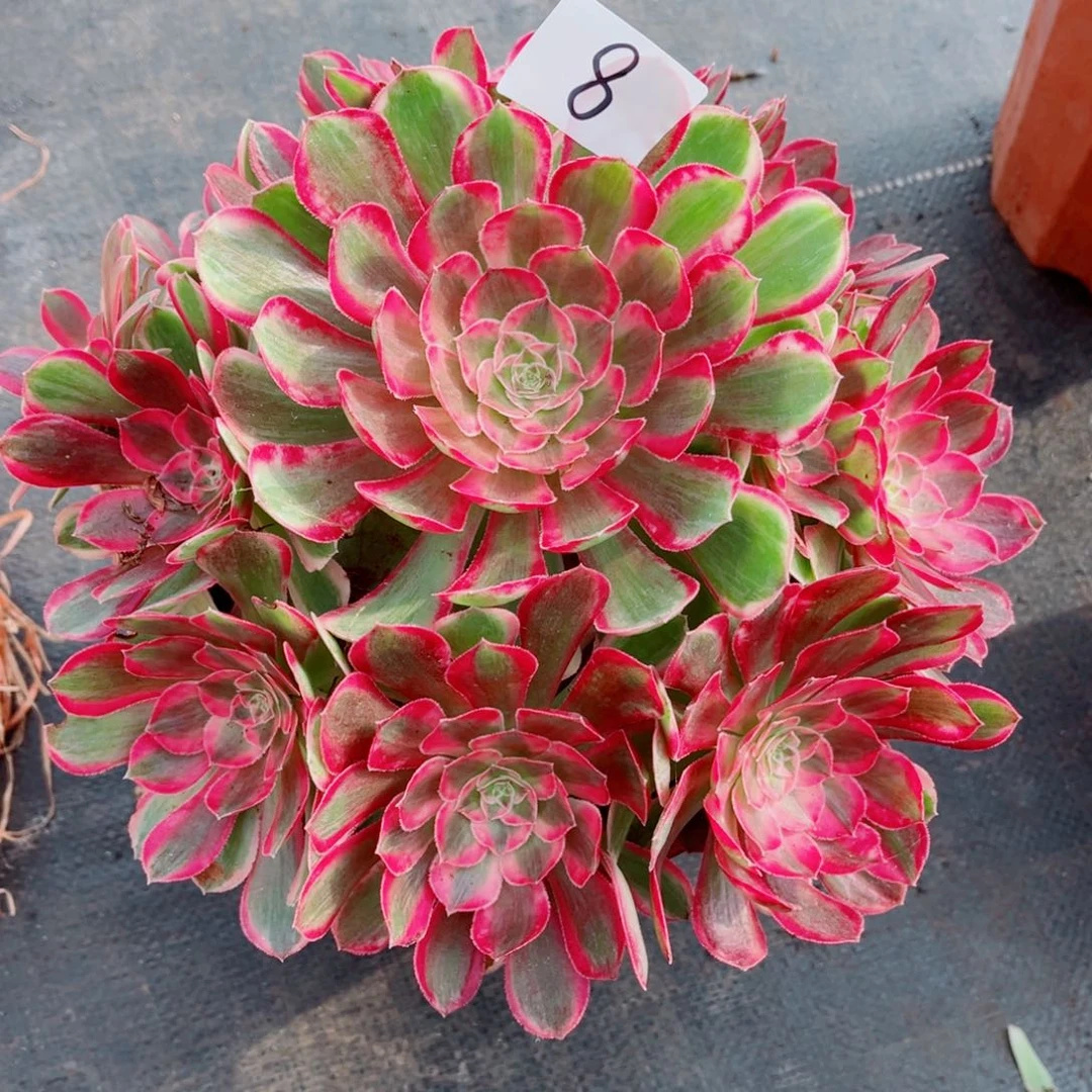 一物一拍多肉法师08