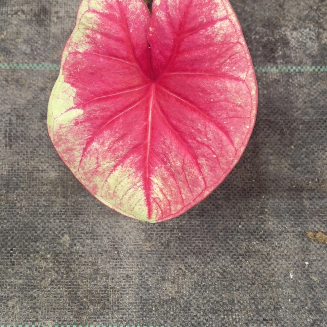 我***蕾无花朵229女王之心福利不包售后不包球